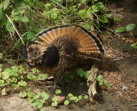 LHC grouse whodgkin1