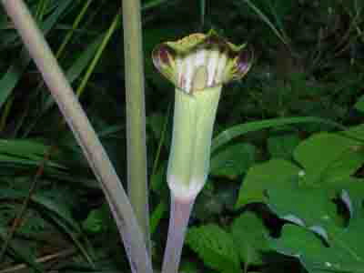 jackinthepulpit